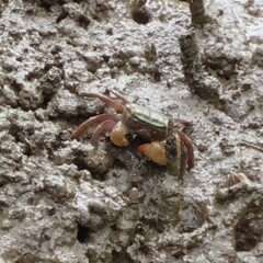 Parasesarma erythodactylum