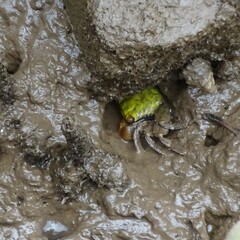 Parasesarma erythodactylum