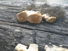 Subantrodia juniperina