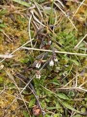 Gaultheria macrostigma