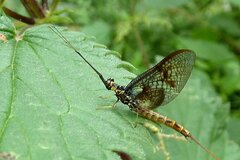 Ephemera vulgata