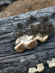 Subantrodia juniperina