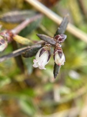 Gaultheria macrostigma