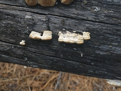 Subantrodia juniperina