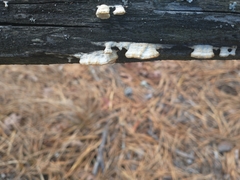 Subantrodia juniperina