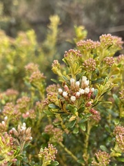 Ozothamnus