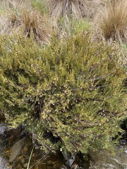 Dracophyllum