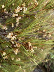Dracophyllum