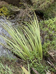 Austroderia richardii
