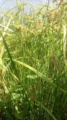 Eleocharis geniculata