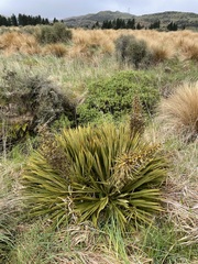 Aciphylla aurea