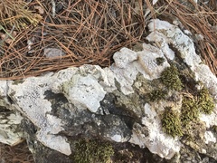 Pertusaria plittiana
