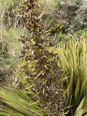Aciphylla aurea
