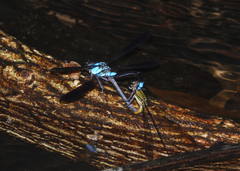 Diphlebia euphoeoides