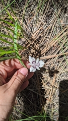 Calochortus elegans