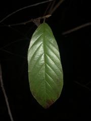 Frangula caroliniana