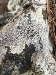 Pertusaria plittiana