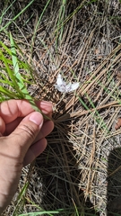 Calochortus elegans