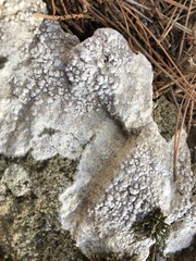 Pertusaria plittiana