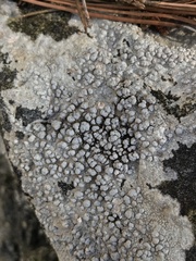 Pertusaria plittiana
