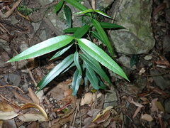 Parsonsia rotata