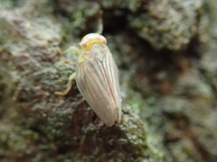 Aplos simplex