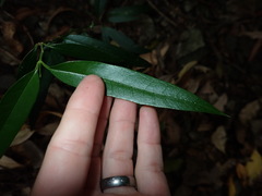 Parsonsia rotata