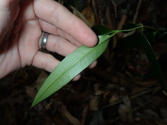 Parsonsia rotata