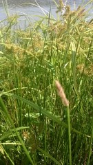 Eleocharis geniculata
