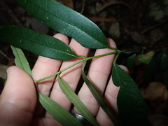 Parsonsia rotata