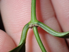 Parsonsia rotata