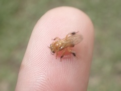 Partamona testacea