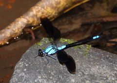 Diphlebia euphoeoides