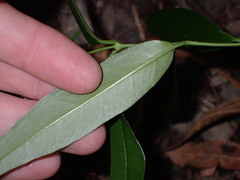 Parsonsia rotata