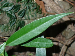 Parsonsia rotata