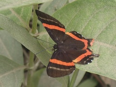 Ancyluris