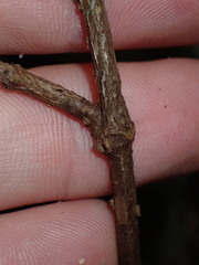 Parsonsia rotata