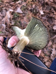 Lactarius chelidonium