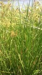 Eleocharis geniculata