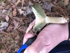 Lactarius chelidonium