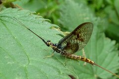 Ephemera vulgata