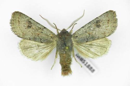 Lead-coloured Drab