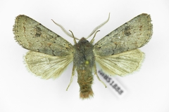 Orthosia populeti