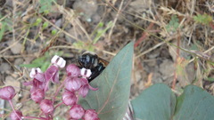 Xylocopa californica californica