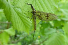Ephemera vulgata