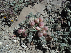 Astragalus
