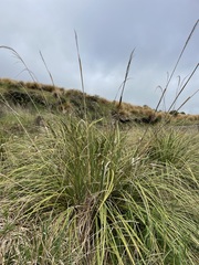 Austroderia richardii