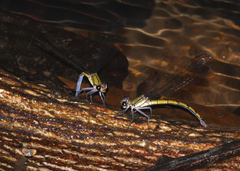 Diphlebia euphoeoides