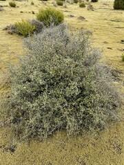 Corokia cotoneaster