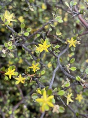 Corokia cotoneaster